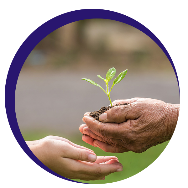 Mãos passando uma muda de planta, representando o compromisso da Incol com o meio ambiente